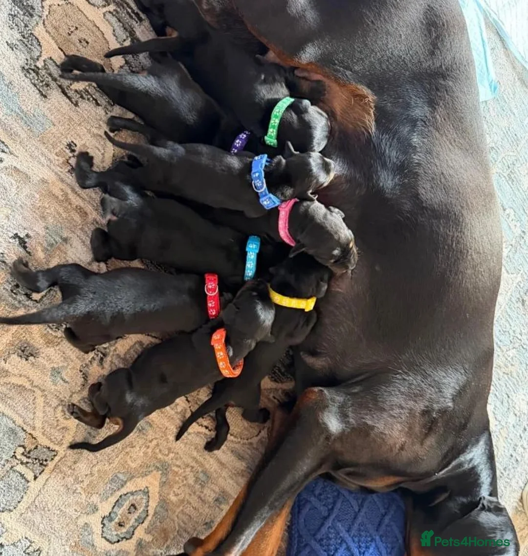 Dobermann dogs for sale: A Little Doberman, A Lifetime of Love in Birmingham - Advert 2