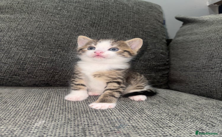 Mixed Breed cats - Advert 1