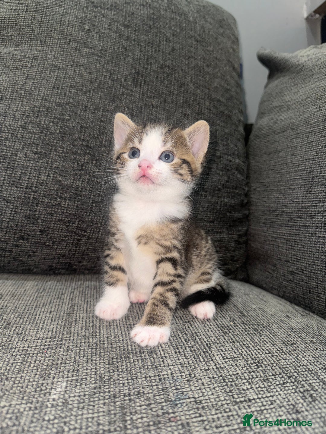 Mixed Breed cats for sale: MIXED TABBY - Image 1