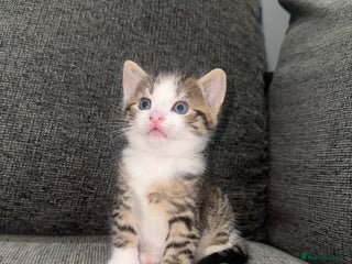 Mixed Breed cats - Advert 5