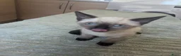 Siamese cats for sale: Seal point Siamese - Advert 10