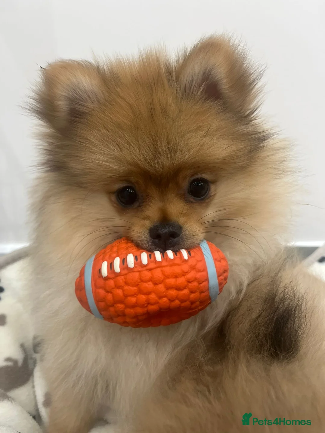 Pomeranian dogs for sale: Last male Pomeranian puppy - Advert 14