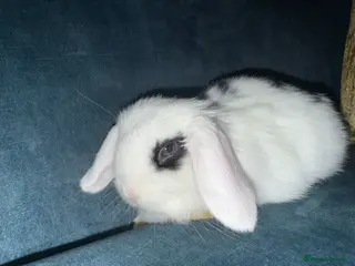 Mini Lop rabbits Gorgeous mini lop baby rabbits - Advert 1