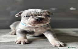 French Bulldog dogs for sale: French bulldogs  - Image 5