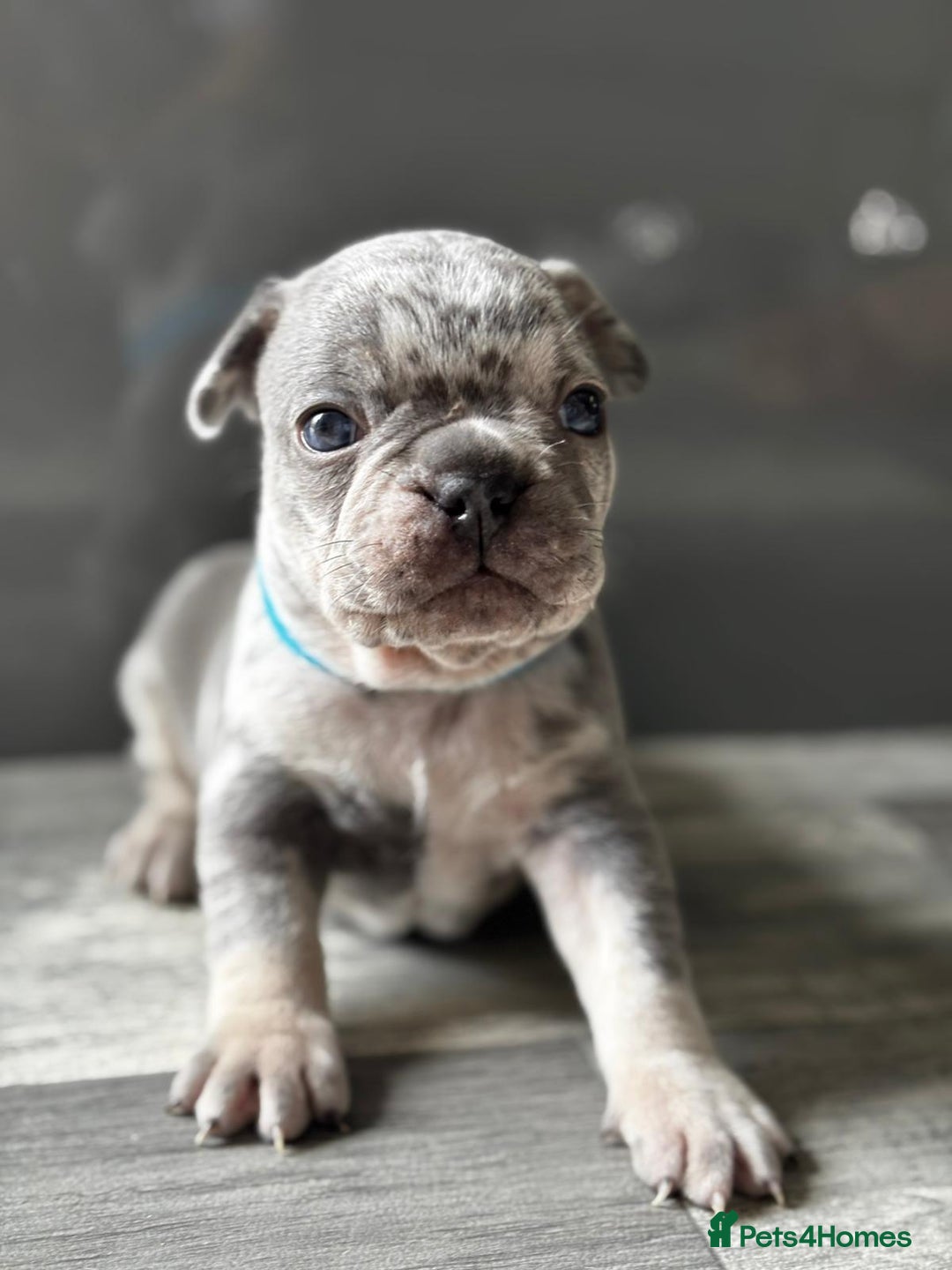 French Bulldog dogs for sale: French bulldogs  - Image 5