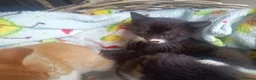 Mixed Breed cats for sale: Litter of 5 kittens  - Advert 12
