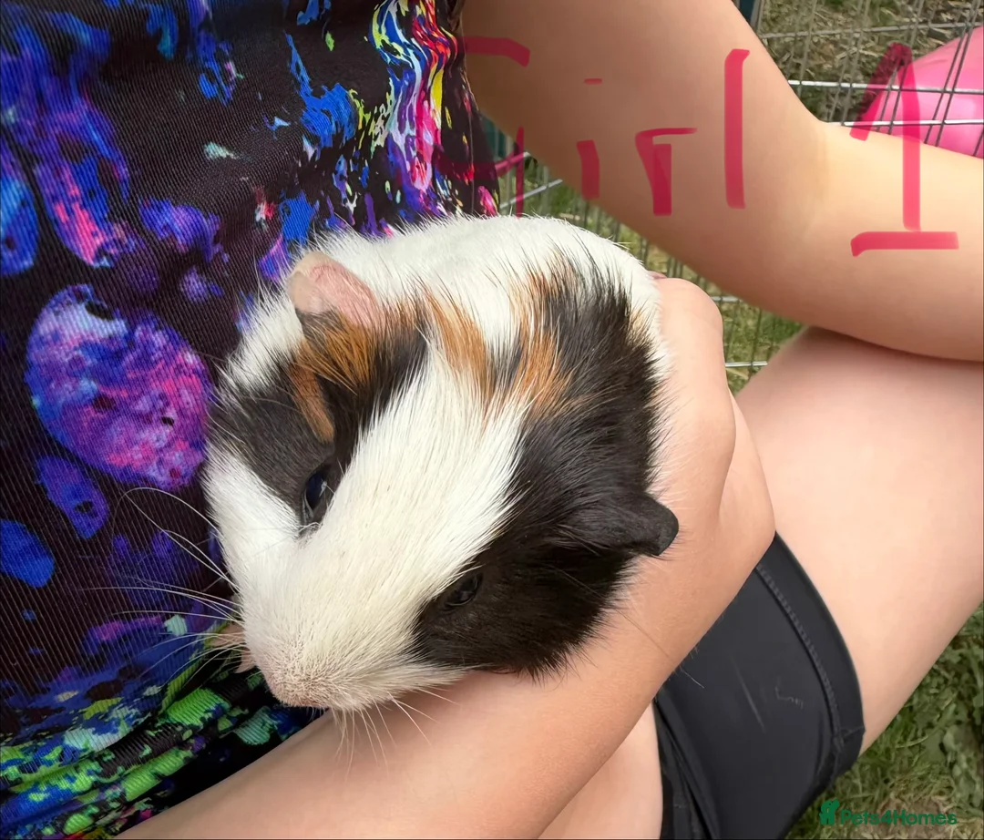 Guinea Pig rodents for sale: Beautiful guinea pigs for sale - Advert 1