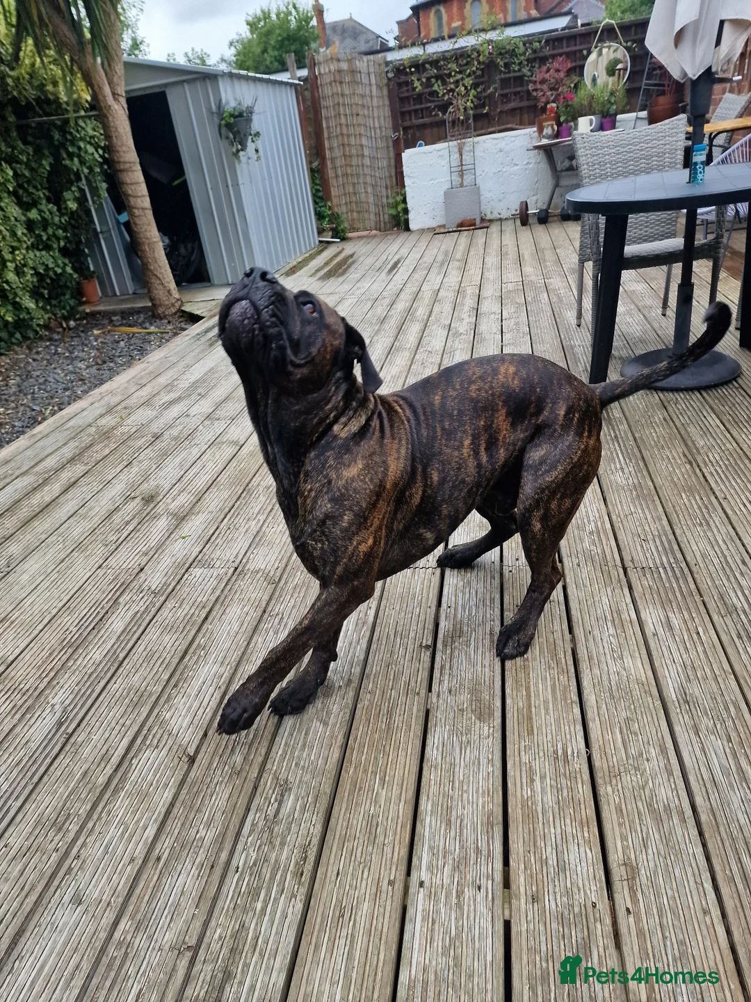 Mixed Breed dogs for stud: Cane Corso x Presa canero for stud in Folkestone - Advert 5