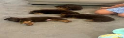 German Shepherd dogs for sale: Beautiful long haired German Shepherd puppies - Advert 10