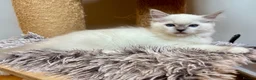 Ragdoll cats for sale: READY NOW, GCCF Registered Lilac Ragdoll Kitten  - Advert 1