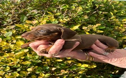 Miniature Dachshund dogs for sale: Kc reg mini dachshunds - Image 18