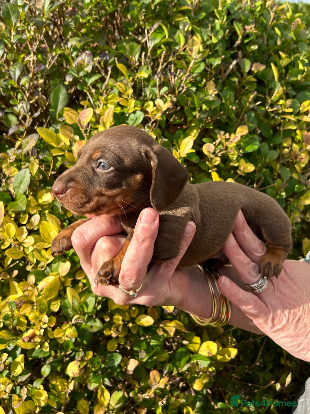 Miniature Dachshund dogs for sale: Kc reg mini dachshunds - Image 18