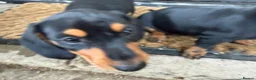 Miniature Dachshund dogs for sale: Beautiful miniature dachshund puppies - Advert 10