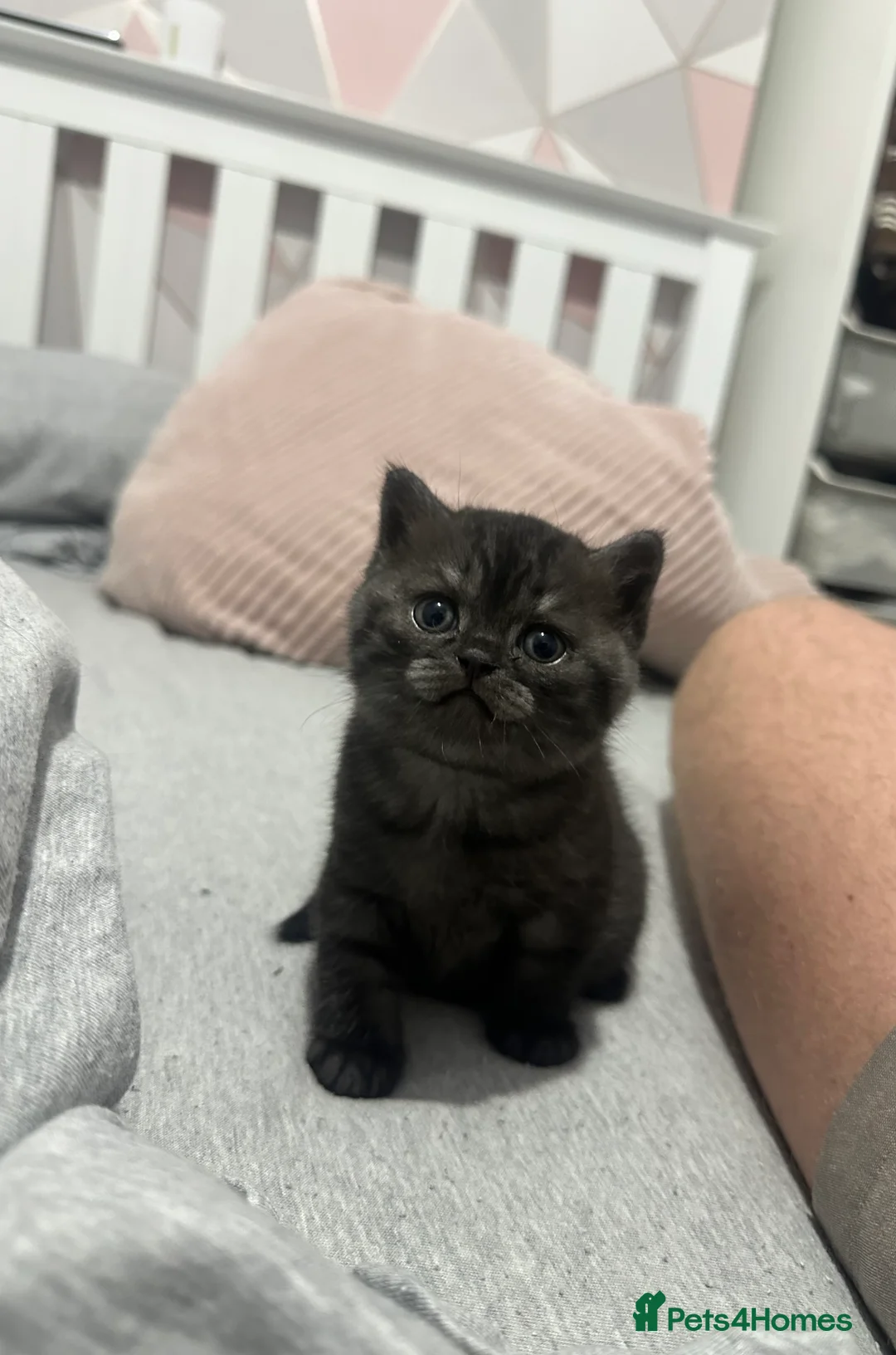 British Shorthair cats for sale: British Shorthair Kittens 1 Male 1 Female in Portsmouth - Advert 2