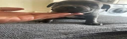 Staffordshire Bull Terrier dogs for sale: 👉 KC Blue Staffy Puppies – DNA Clear🔥 - Advert 5