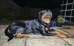 Rottweiler dogs for sale: Beautiful Rottweiler Bitch - Image 4