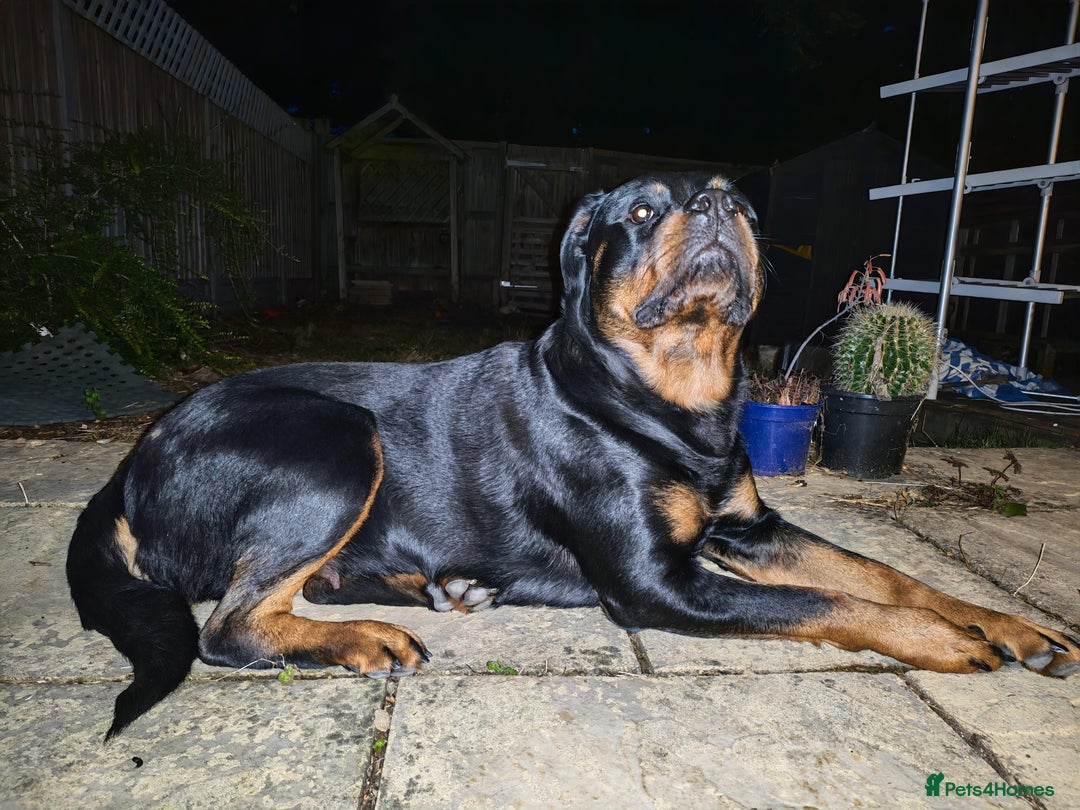 Rottweiler dogs for sale: Beautiful Rottweiler Bitch - Image 4