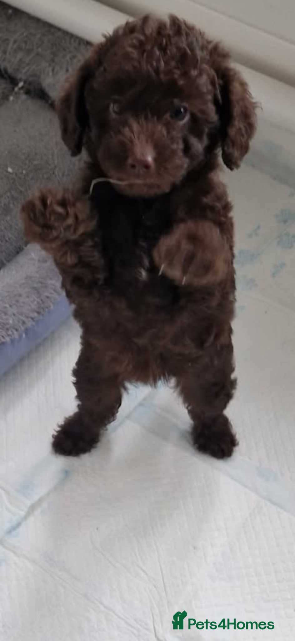 Labradoodle dogs ✨READY WEDNESDAY✨ Miniature Labradoodle Girls  - Advert 8