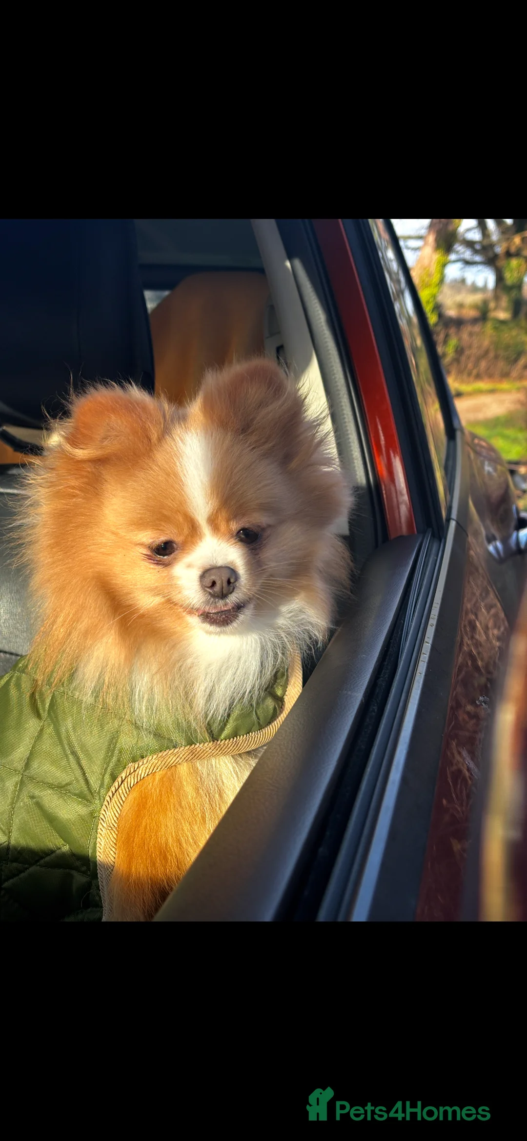Pomeranian dogs for sale: KC Registered Pomeranian Girl - Advert 2