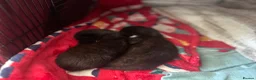 Mixed Breed cats for sale: 2 beautiful kittens for sale  - Advert 18