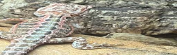 Bearded Dragon reptiles for sale: 💥💥💥Baby Dragons - back by popular demand 💥💥💥 - Advert 4