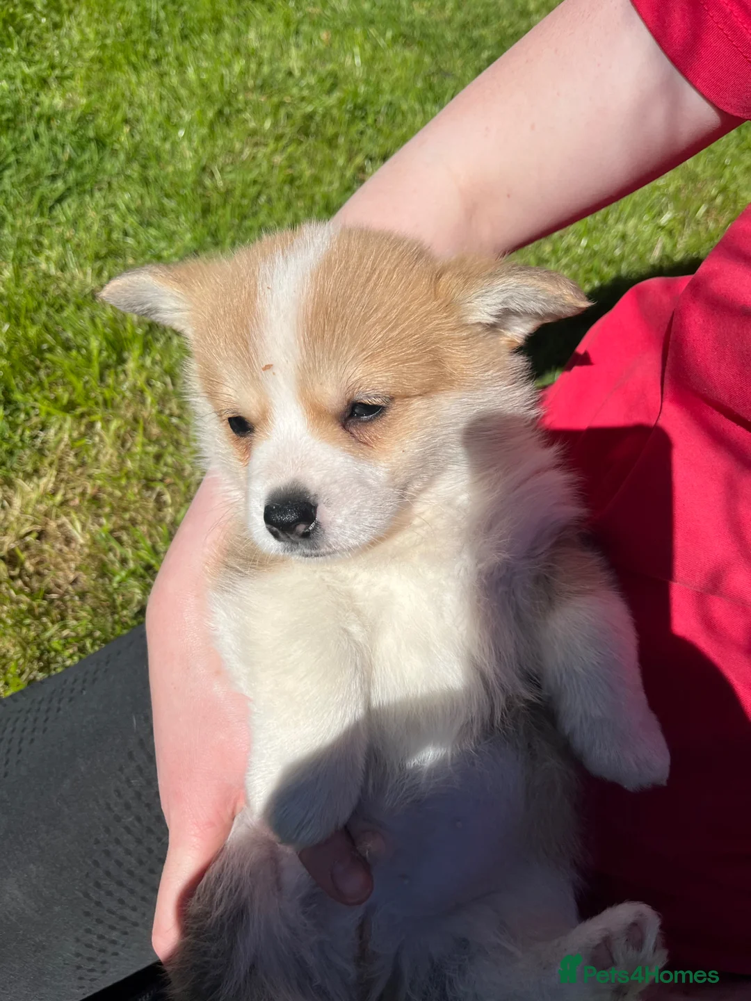Welsh Corgi Pembroke dogs for sale: KC Reg Pembs Corgi - Advert 2