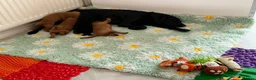 Labrador Retriever dogs for sale: Duel purpose Labrador  - Advert 35