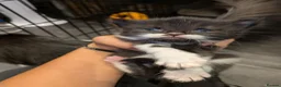Mixed Breed cats for sale: 1/4 ragdoll kittens in Tunbridge Wells - Advert 7