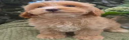 Maltipoo dogs for sale: Quality Toy Maltipoos Japan & USA CHAMPION lines  - Advert 6