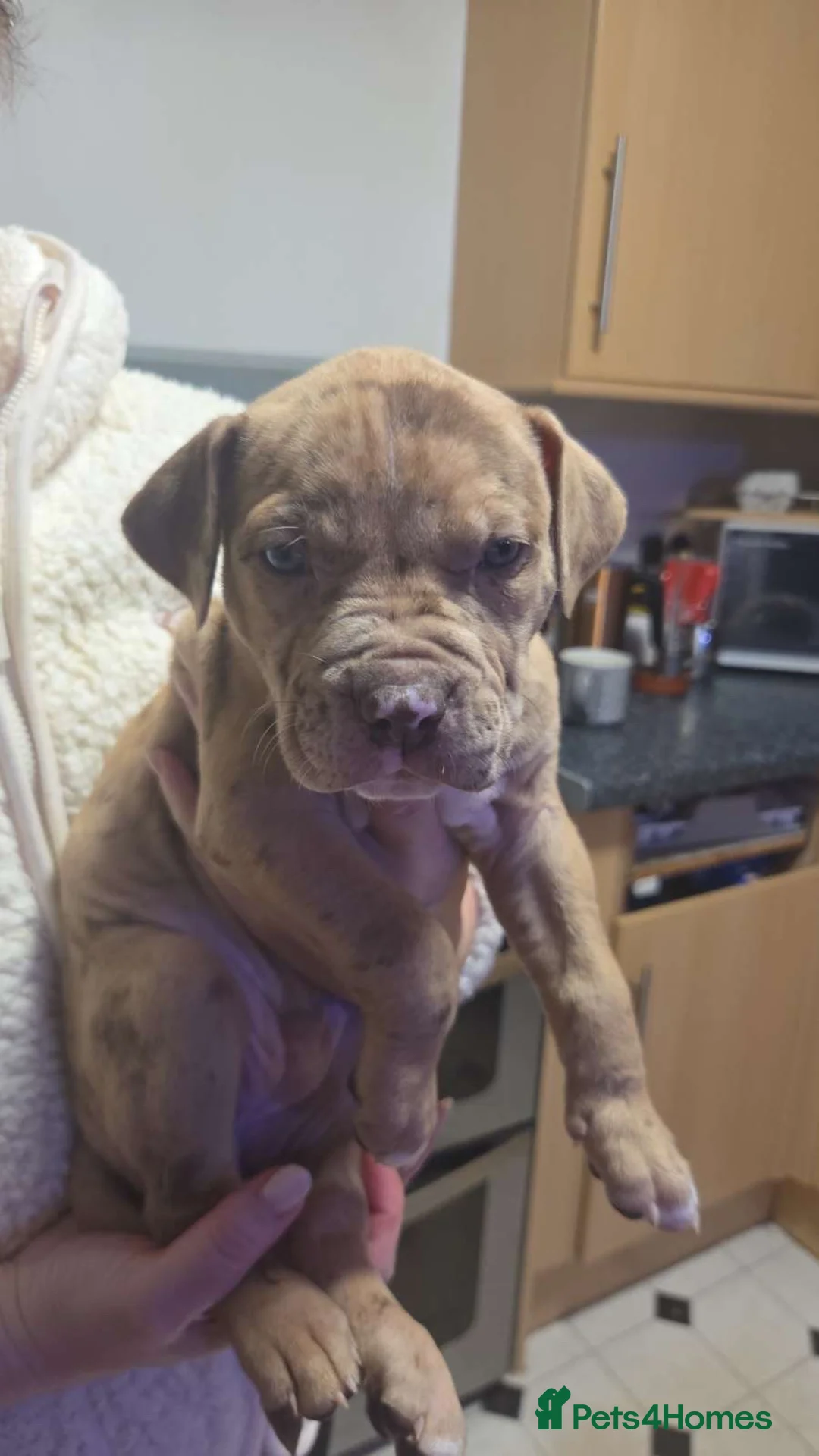 Mixed Breed dogs for sale: Mastiff cross  - Advert 3