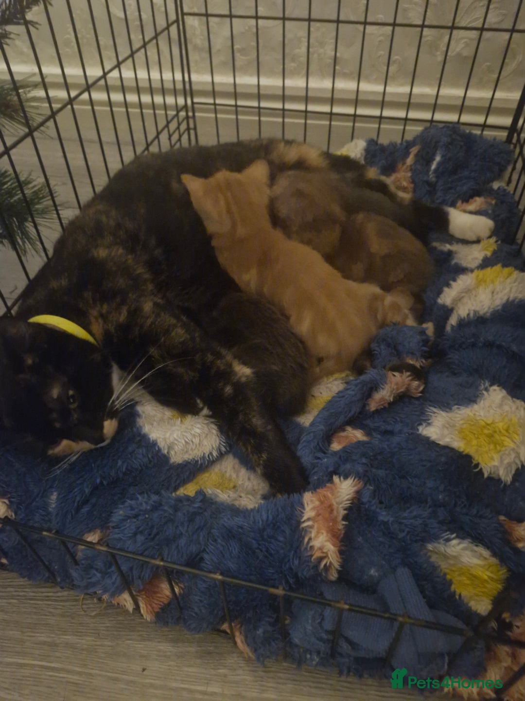 Mixed Breed cats for sale: Little kittens  - Advert 12