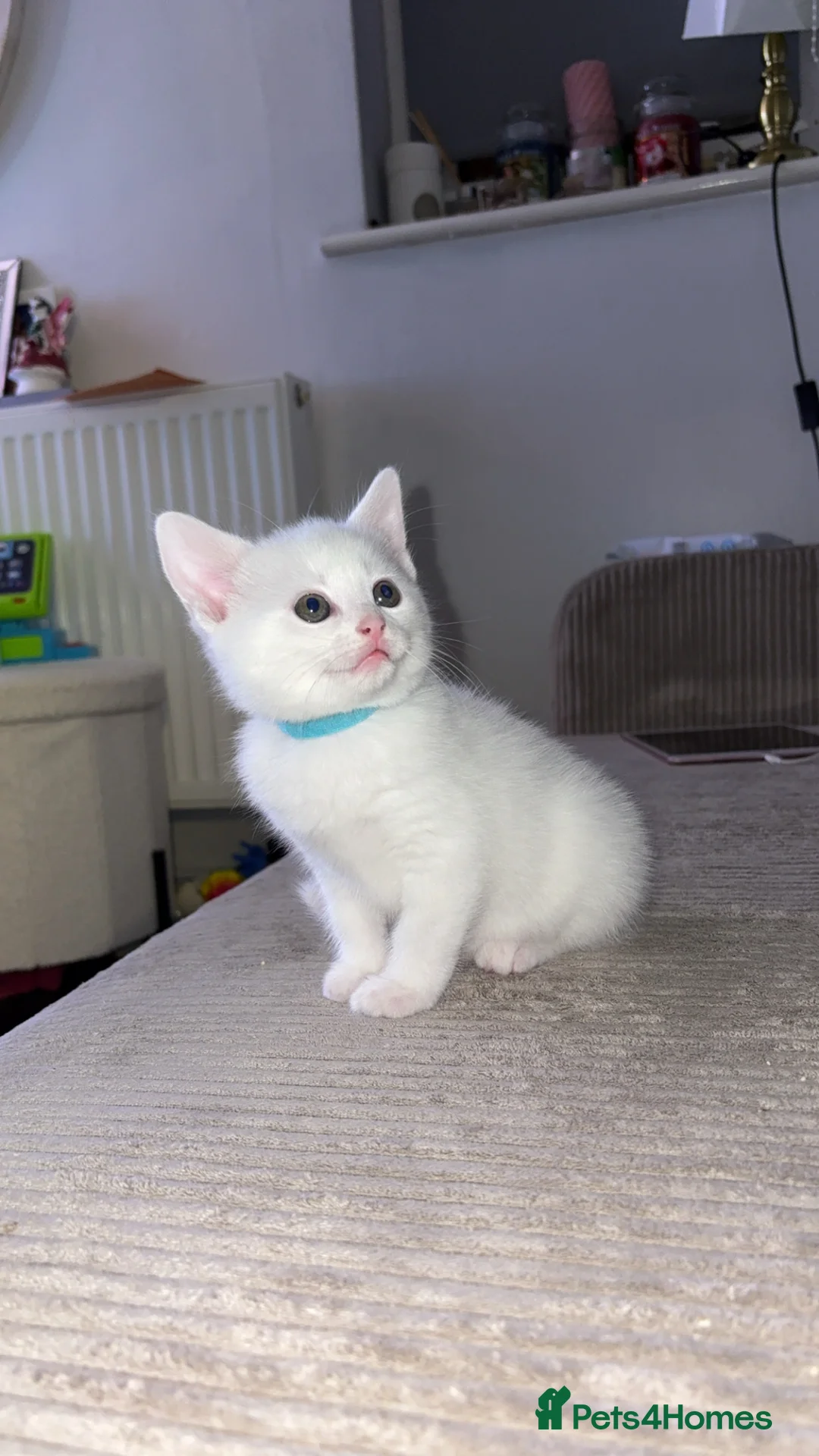 Mixed Breed cats for sale: Last male white kitten left  - Advert 2