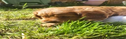 Mixed Breed dogs for sale: Stunning little cockerpoo lookalike boys  - Advert 17