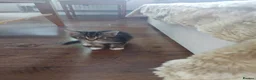 Mixed Breed cats for sale: Beautiful kitten's  - Advert 23