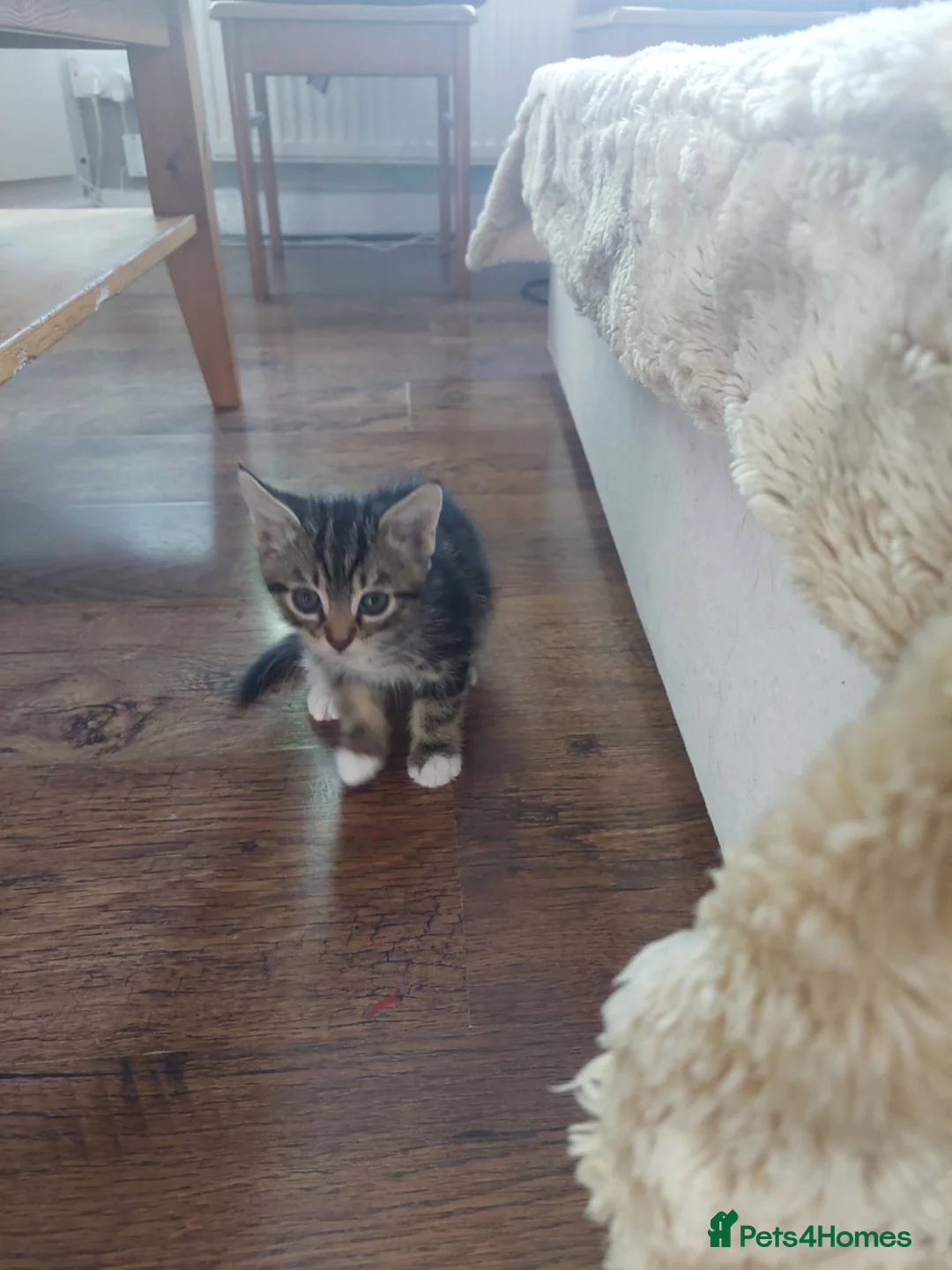 Mixed Breed cats for sale: Beautiful kitten's  - Advert 23
