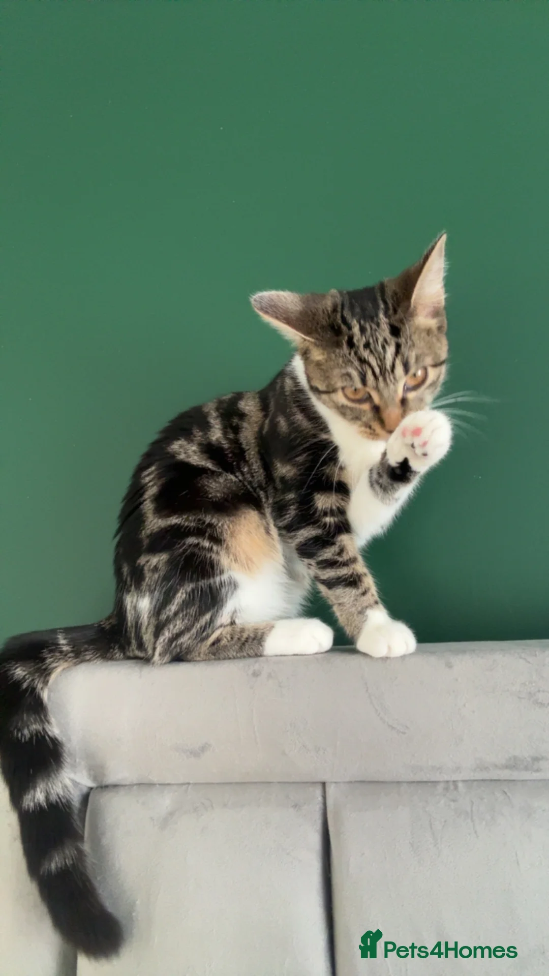 Domestic Shorthair cats for sale: Bonded pair - To be rehomed together  - Advert 12