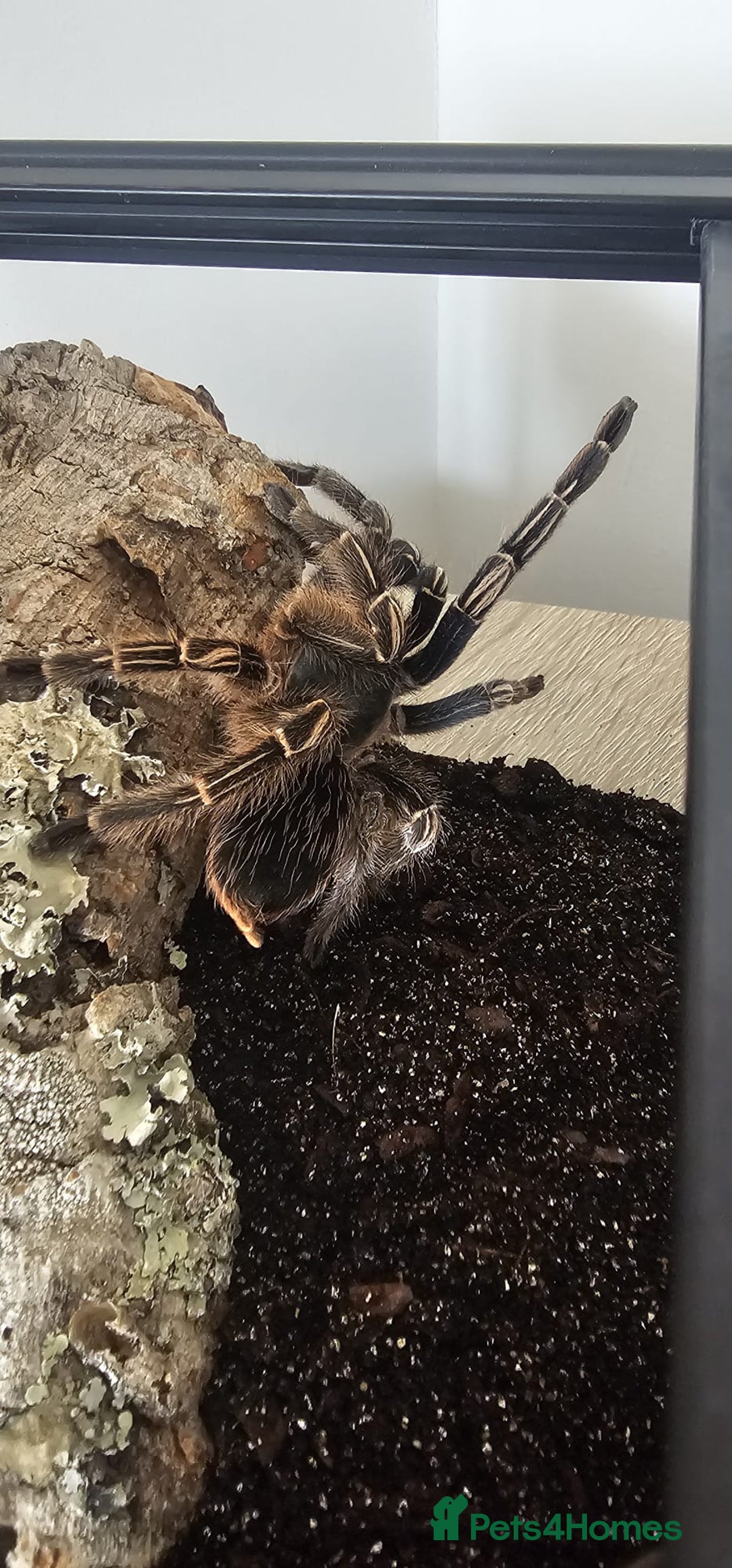 Tarantulas invertebrates for sale: Costa Rican Zebra Tarantula - Image 4