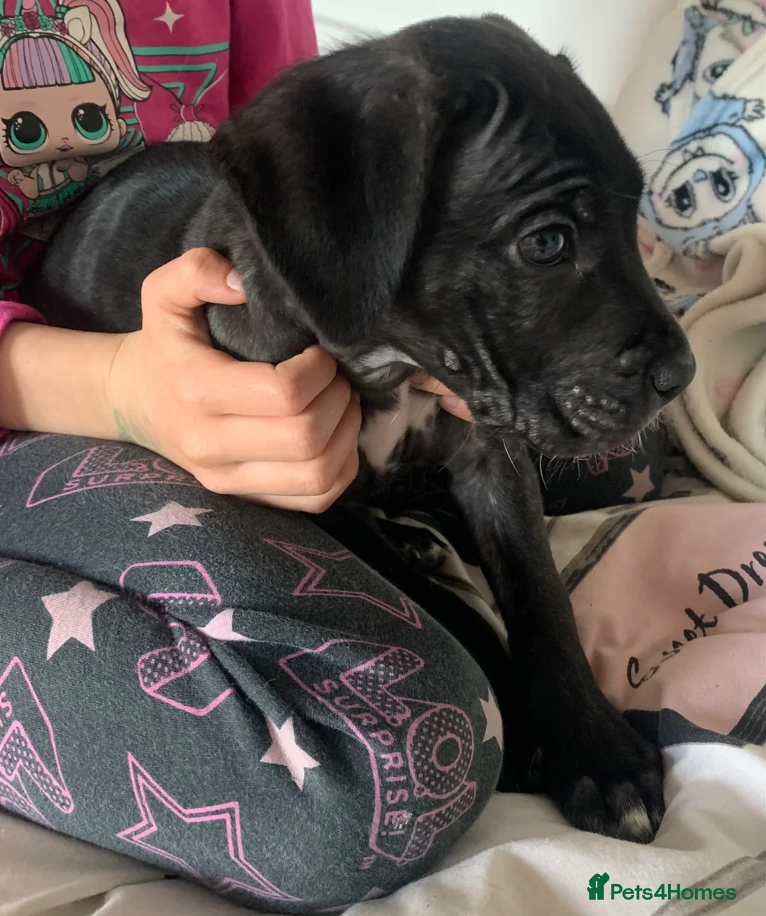 Cane Corso dogs for sale: Beautiful Cane Corso Puppy - Advert 2