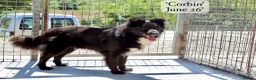 Mixed Breed dogs for adoption: Corbin, 2.5 yrs approx. Available for adoption. in Brixham - Advert 2