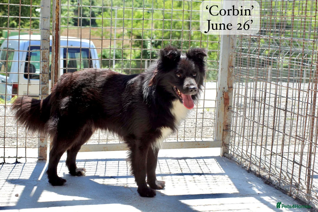 Mixed Breed dogs for adoption: Corbin, 2.5 yrs approx. Available for adoption. in Brixham - Advert 2