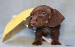 Dachshund dogs for sale: Miniature dachshund  - Image 6