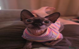 Sphynx cats for sale: Female Sphynx Cat - Image 5