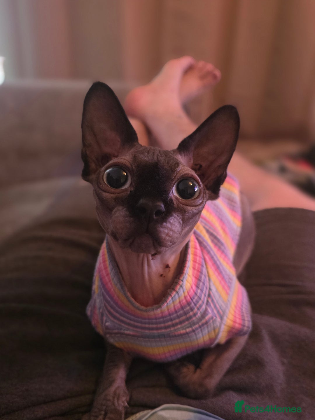 Sphynx cats for sale: Female Sphynx Cat - Image 5