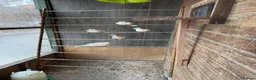 Mixed Breed birds for sale: Mix breed Canary Dove      - Advert 9