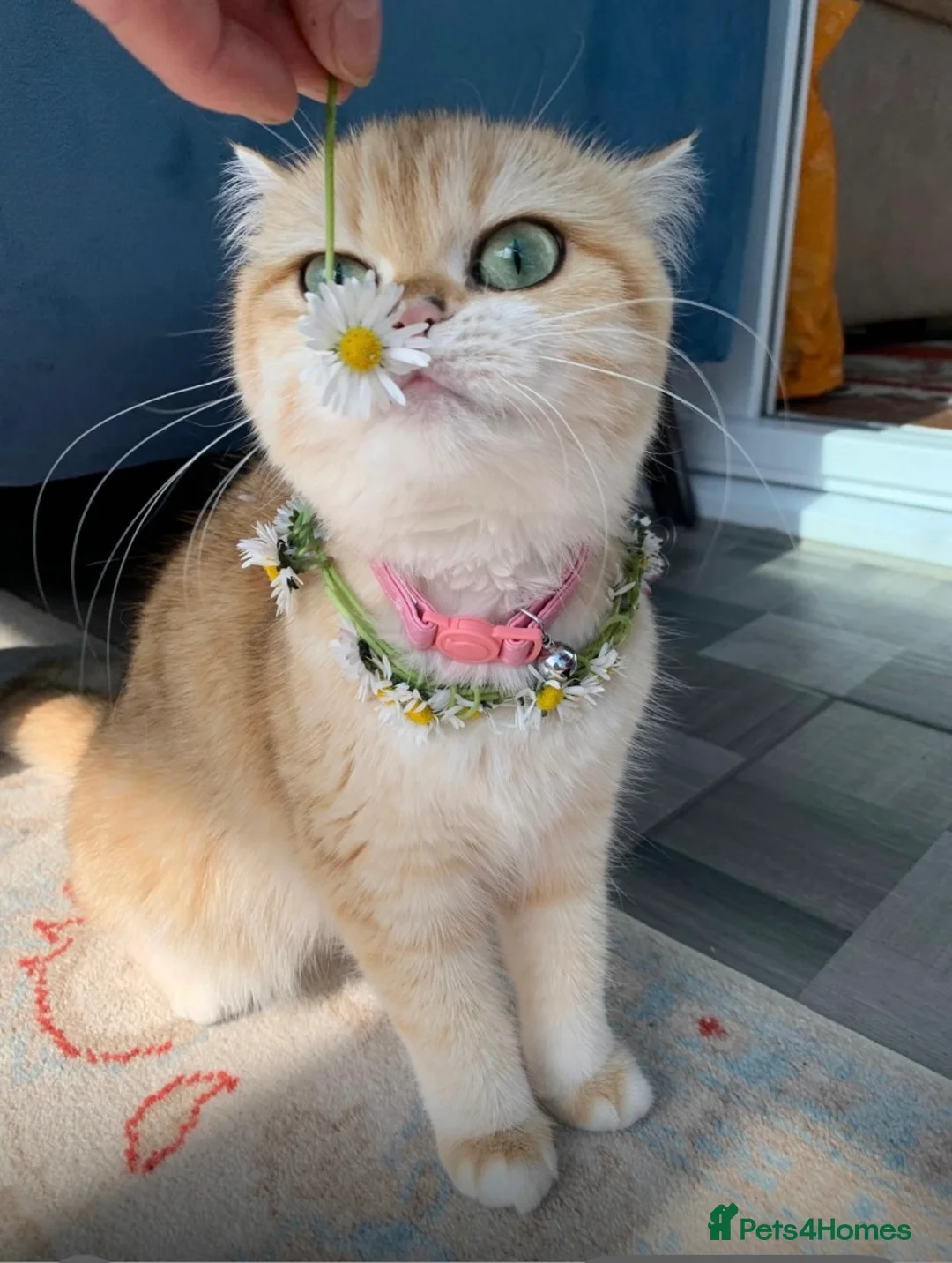 British Shorthair cats for sale: GCCFreg shampion parents  BSH  golden chinchilla   - Advert 19