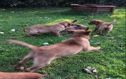 Goldador dogs for sale: Chunky red Goldadors, ready now  - Image 7