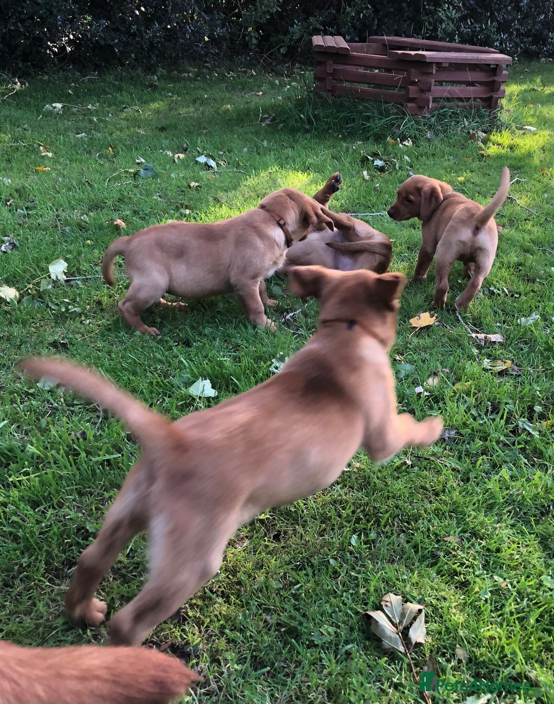 Goldador dogs for sale: Chunky red Goldadors, ready now  - Image 7