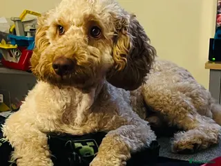 Cockapoo dogs Max - Cockerpoo in Exeter - Advert 4