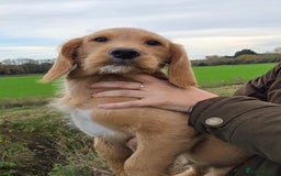 Labradoodle dogs for sale: 7 Miniture labradoodles  - Advert 3