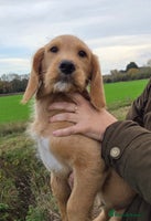 Labradoodle dogs - Advert 1